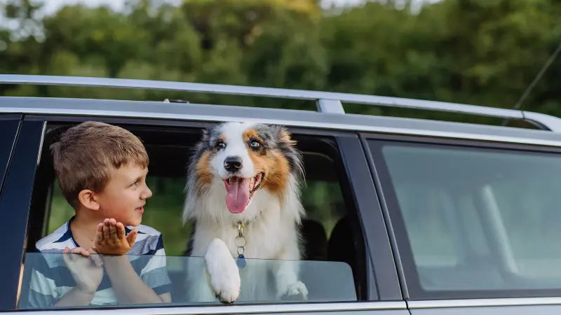 12 Easy Methods to Get Dog Hair Out of Car