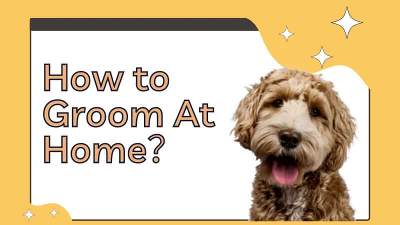How to groom a dog at home-inselife.com