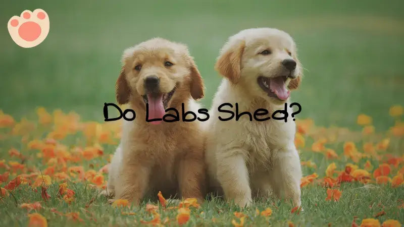 Do chocolate top labs shed