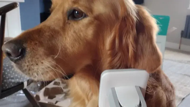 Aldi dog hot sale grooming kit review