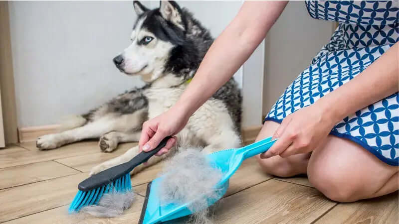 Banish Pet Hair From Your Home Forever With These 6 Practical Tips | INSE Vacuums
