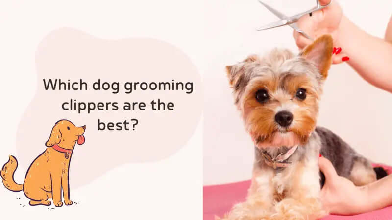 Which dog grooming clippers are the best-inselife.com