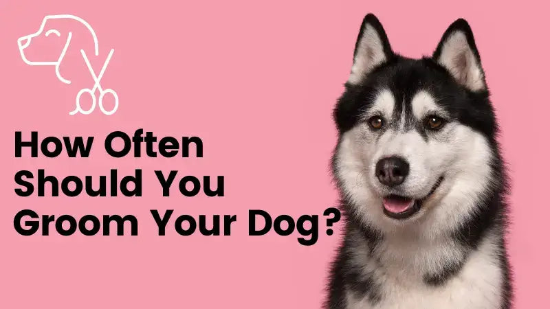 How Often Should You Groom Your Dog-banner-inselife.com