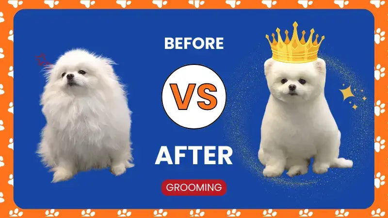 diy dog grooming at home dog grooming tips thumbnail-inselife.com