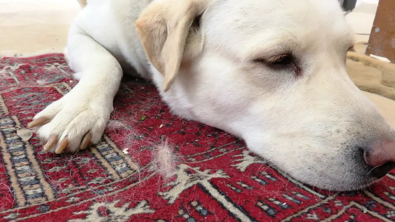 How to get dog smell out of carpet-inselife.com