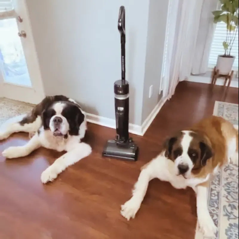 inse w5 wet dry vacuum with big dogs family